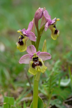 Ophrys tenthredinifera